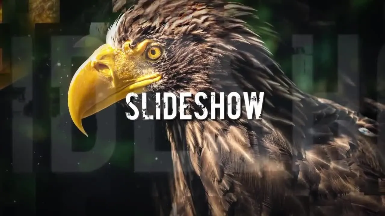 华丽的照片幻灯片展示像素设计精选AE模板