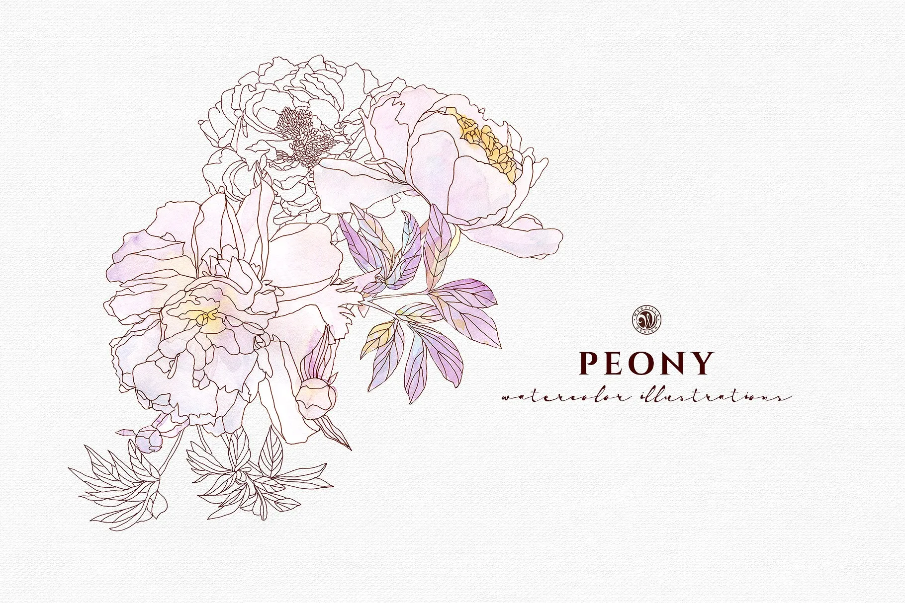 淡雅牡丹花手绘水粉画插画 Peony Flowers插图(4)