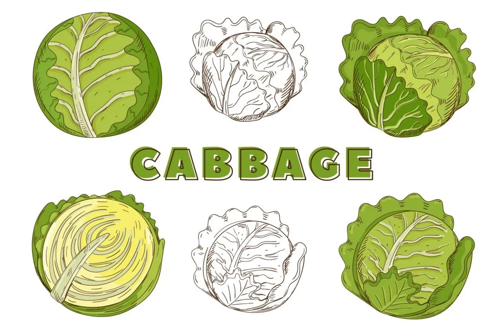 复古风格手绘矢量蔬菜素材打包下载[ai,psd,eps,png,jpg]插图(9)