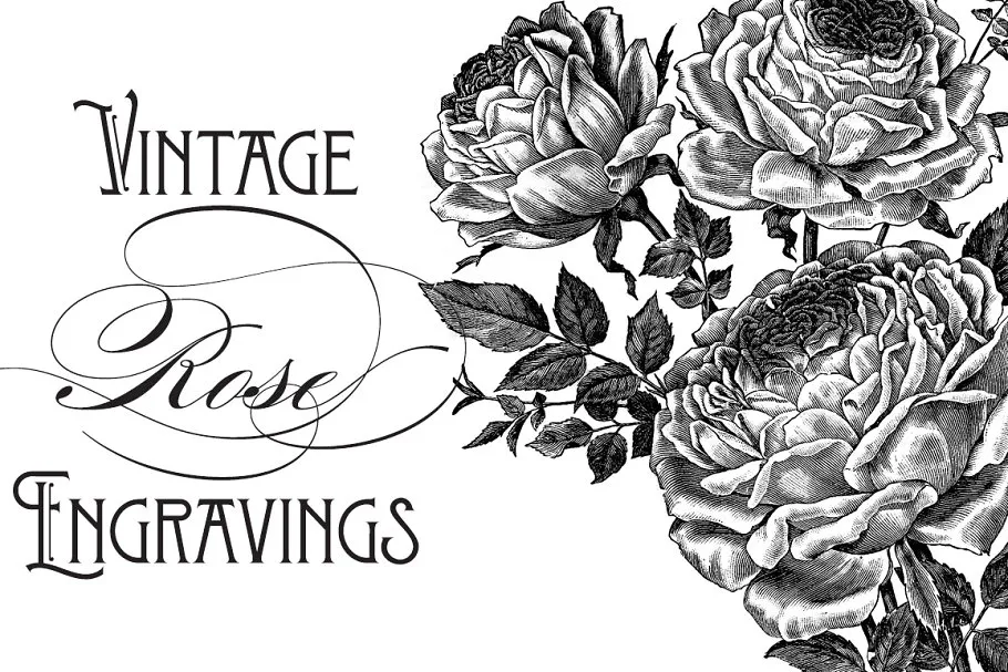 复古冷艳手绘玫瑰矢量插画 Vintage Rose Vector Graphics插图(1)