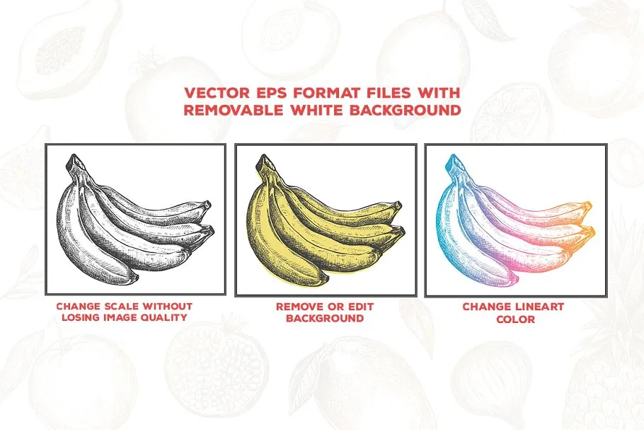 粗略风水果素描插图合集 Fruits Illustrations插图(2)
