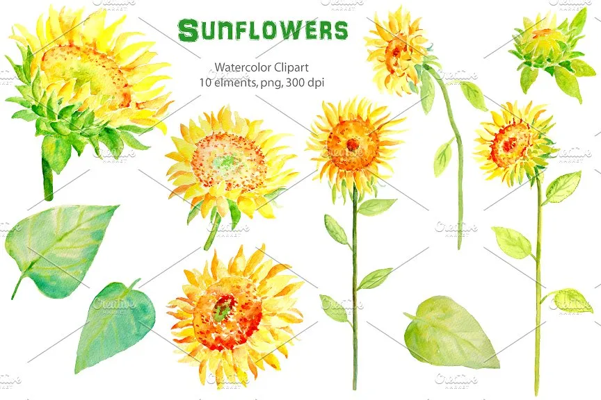 水彩向日葵剪贴画 Watercolor Clipart#8211; Sunflowers