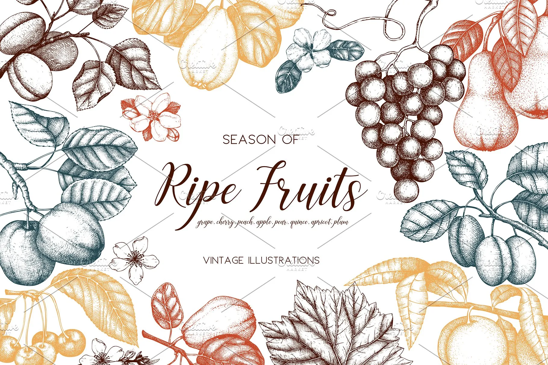 成熟水果矢量插图 Vector Ripe Fruits Illustrations