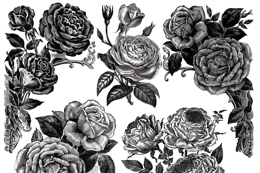 复古冷艳手绘玫瑰矢量插画 Vintage Rose Vector Graphics插图(2)