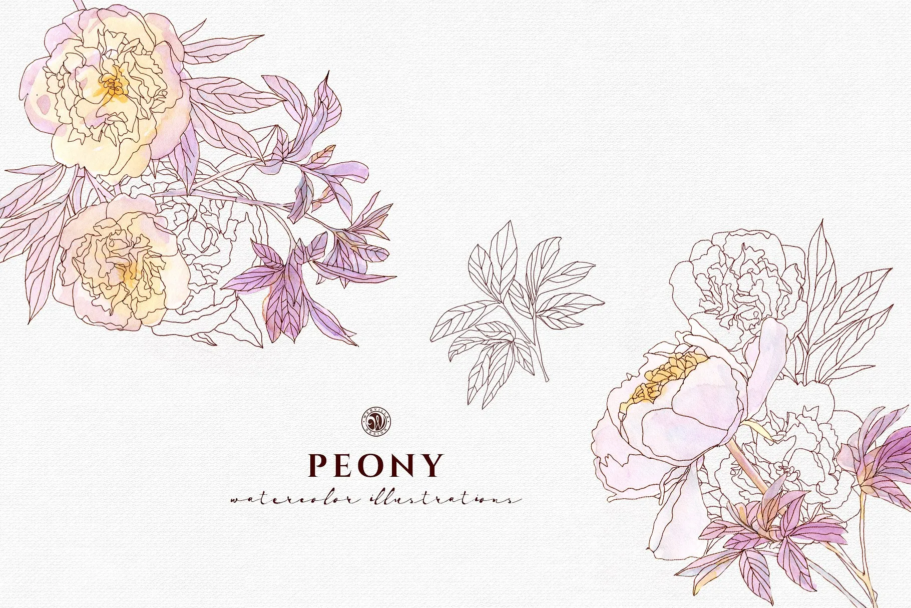 淡雅牡丹花手绘水粉画插画 Peony Flowers插图(6)