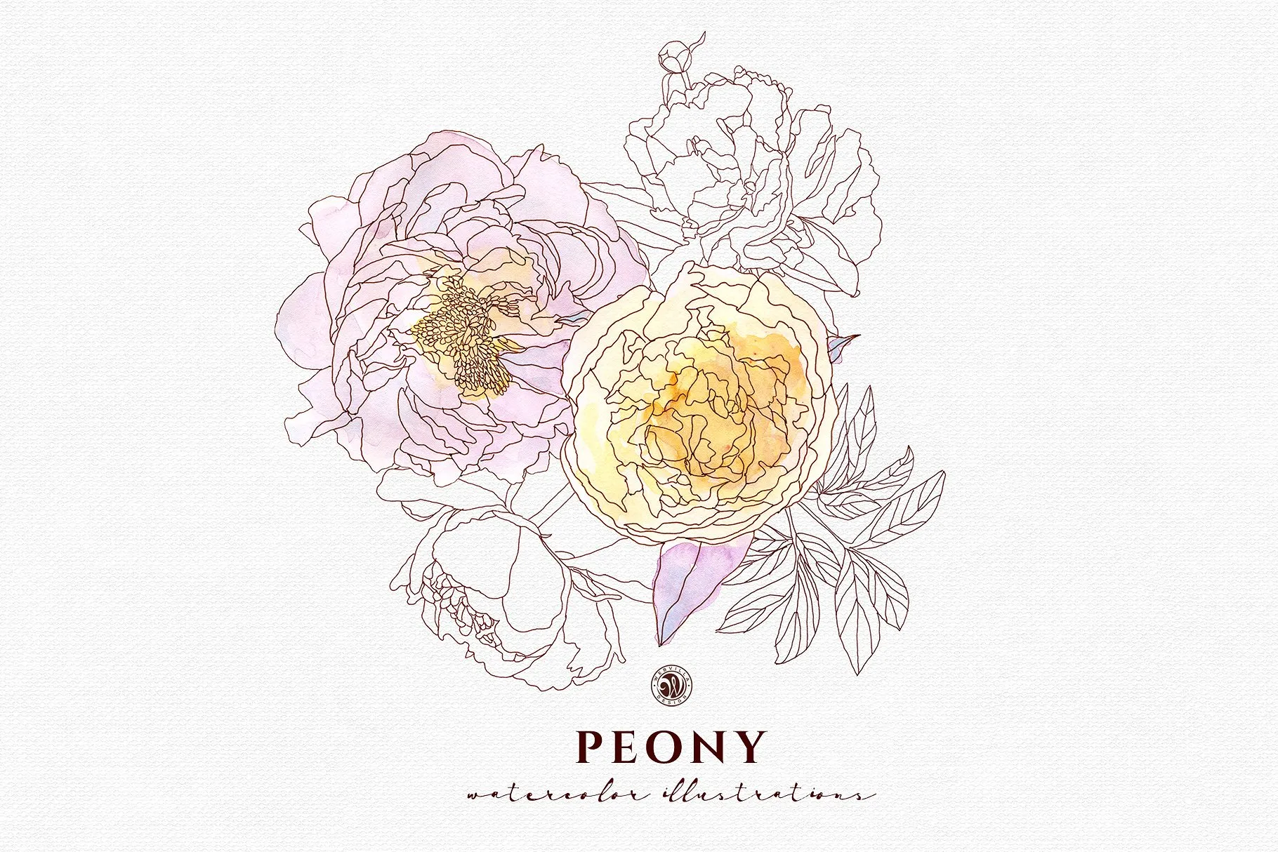 淡雅牡丹花手绘水粉画插画 Peony Flowers插图(2)