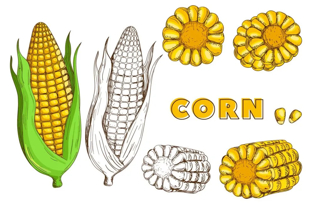 复古风格手绘矢量蔬菜素材打包下载[ai,psd,eps,png,jpg]插图(12)