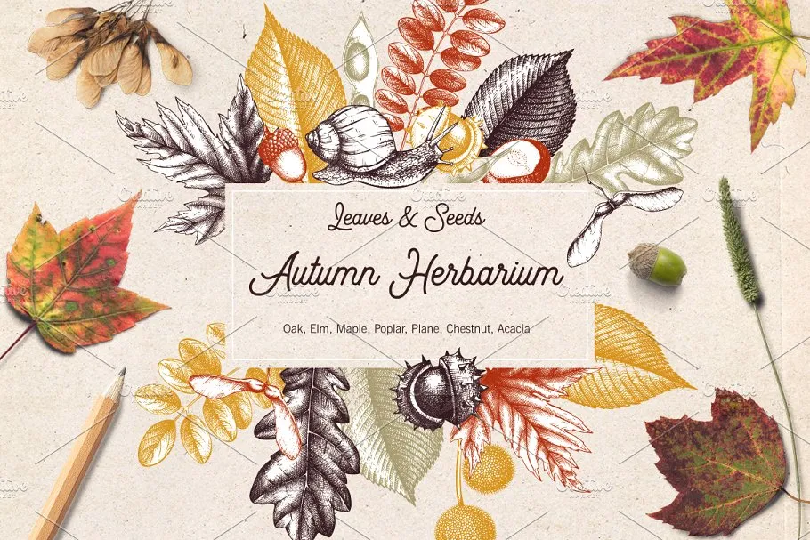 秋天树叶amp;种子矢量图形 Vector Autumn Leavesamp; Seeds Set