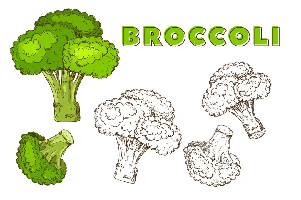 复古风格手绘矢量蔬菜素材打包下载[ai,psd,eps,png,jpg]插图(13)