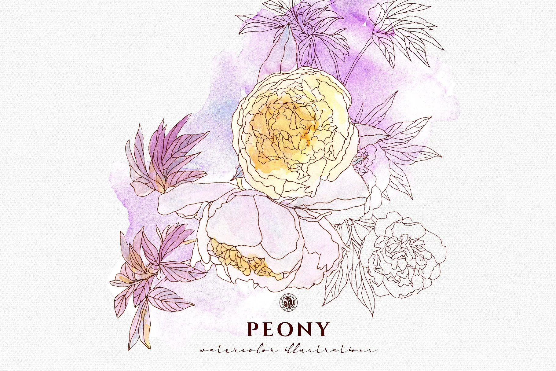 淡雅牡丹花手绘水粉画插画 Peony Flowers插图(1)