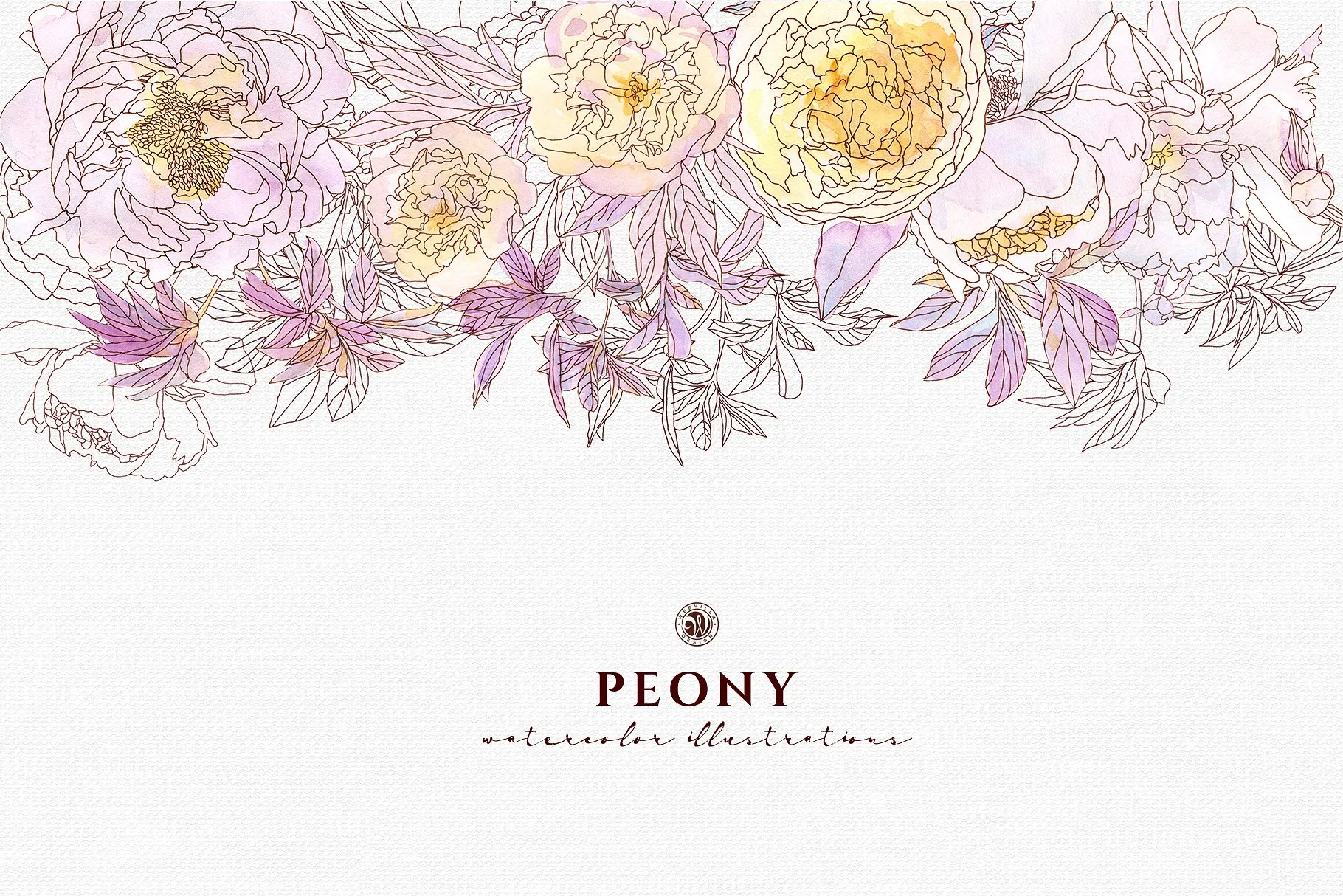 淡雅牡丹花手绘水粉画插画 Peony Flowers插图(3)