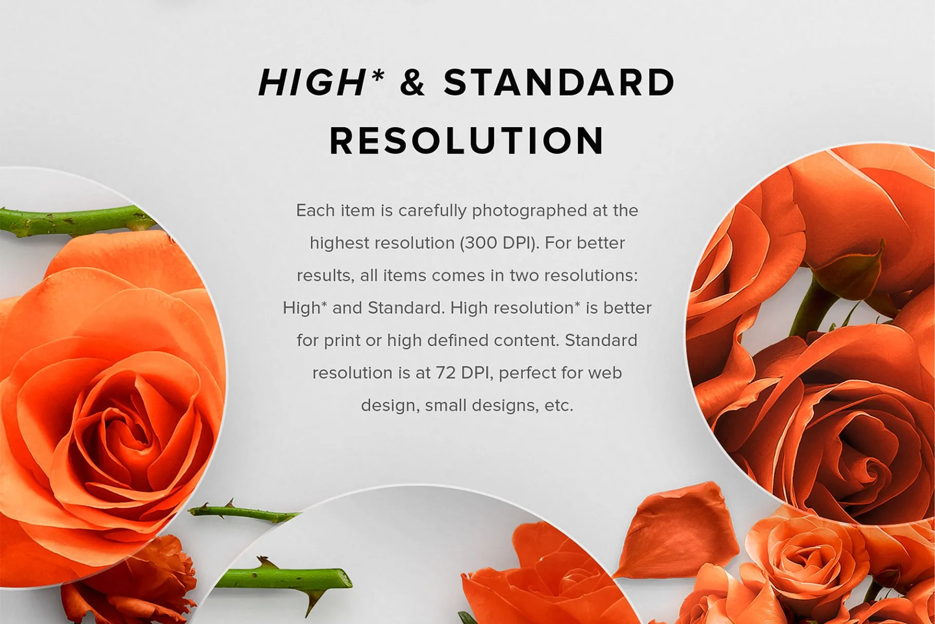 真实玫瑰花语场景设计素材包 Floral Roses Collection – CS插图(4)