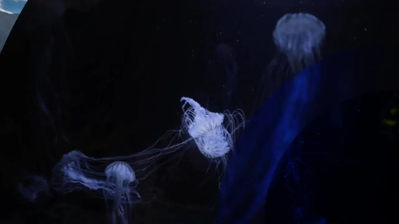 精彩介绍文本动画和时尚的过渡效果像素设计精选AE模板