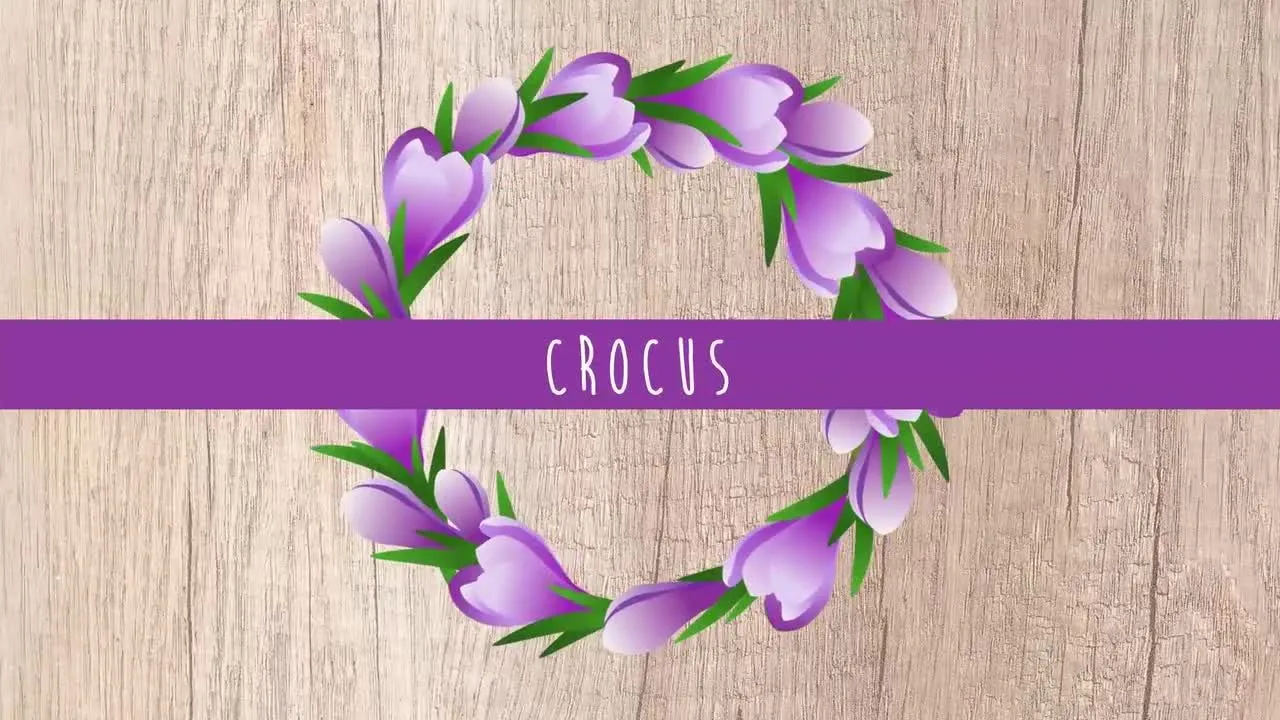 5个独特的花框像素设计精选AE模板