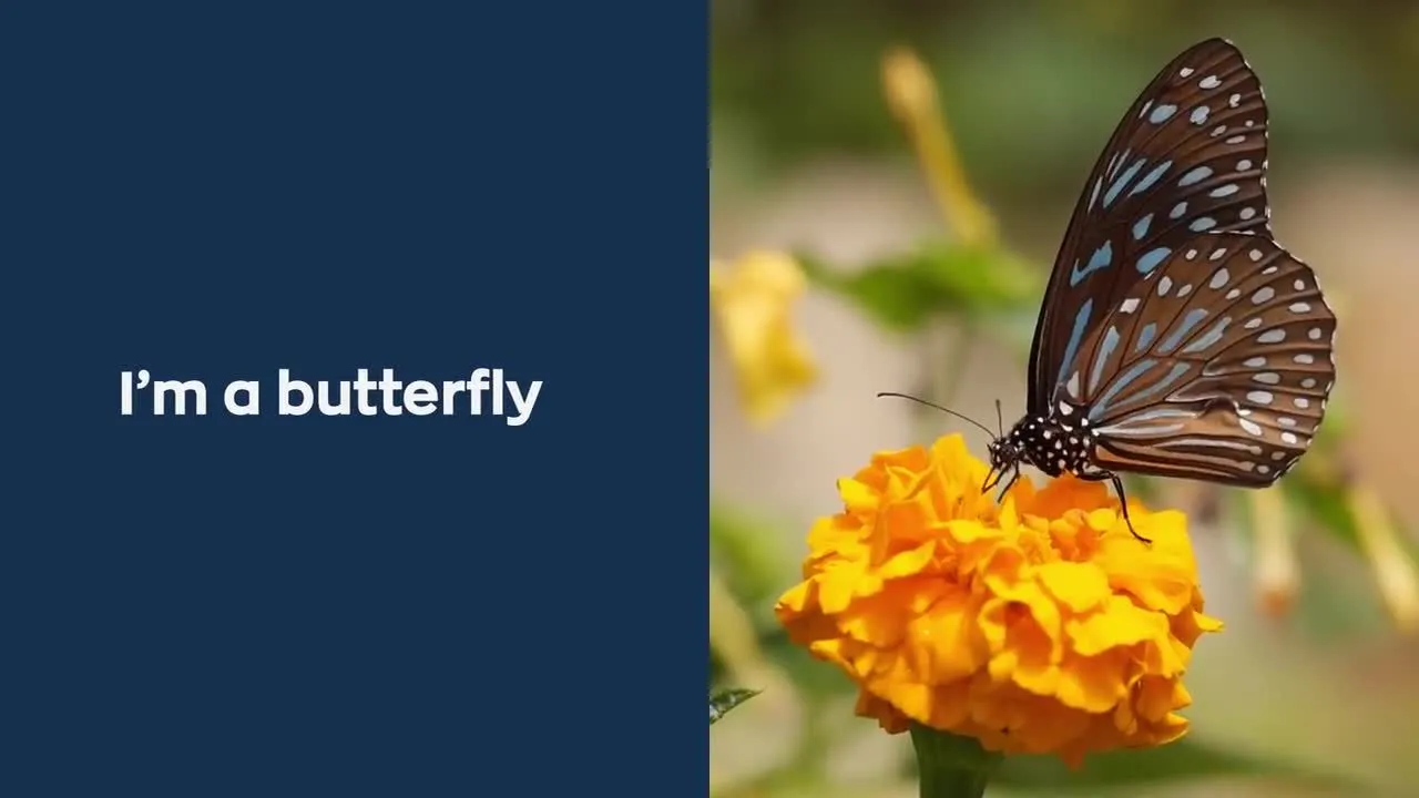 创意蝴蝶动画幻灯片ae模板